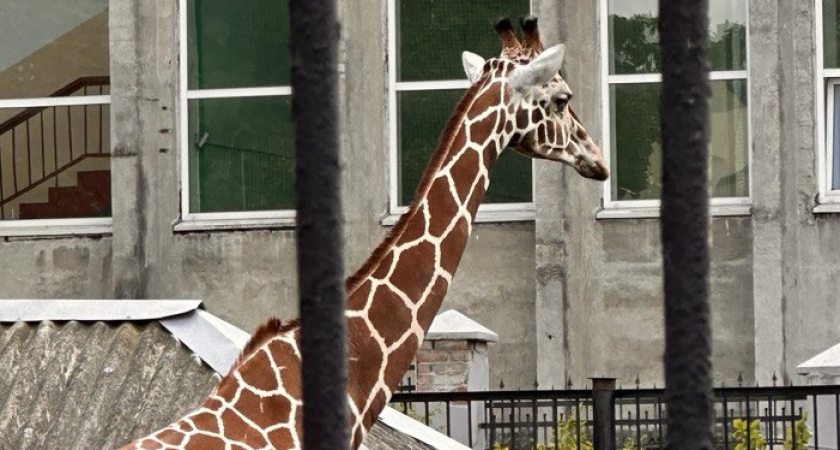 Калининградский зоопарк потерял одного из старейших обитателей — жирафа Мэру