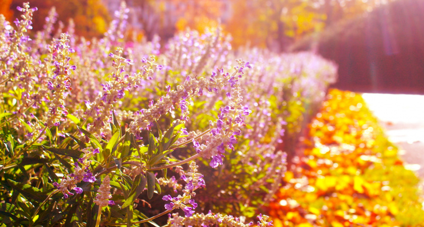 Не ссорься и не ленись: народные приметы и запреты на 8 ноября — Дмитриев день