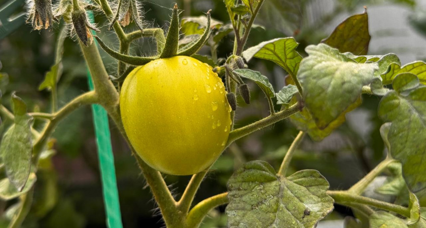 На рассаду — первый в списке: сею этот сорт томата — не помидоры, а томатное «мясо». Семена заказываю заранее уже осенью