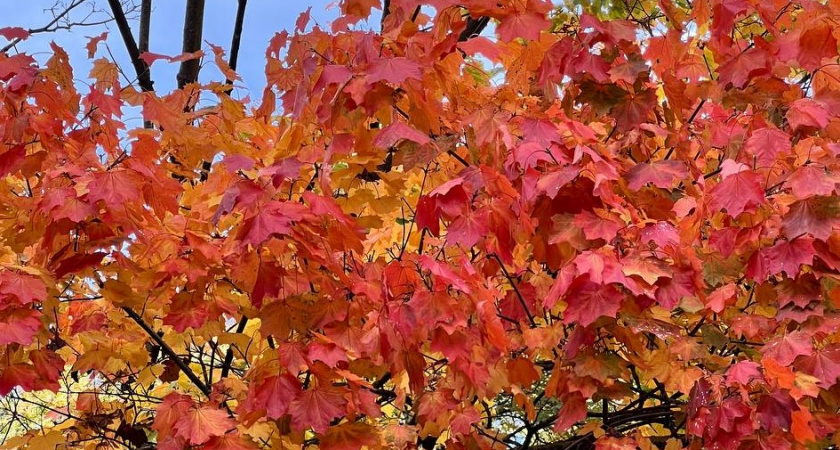 Погода в Калининграде и городах области на 8 ноября: идеальный день для прогулок по всему региону