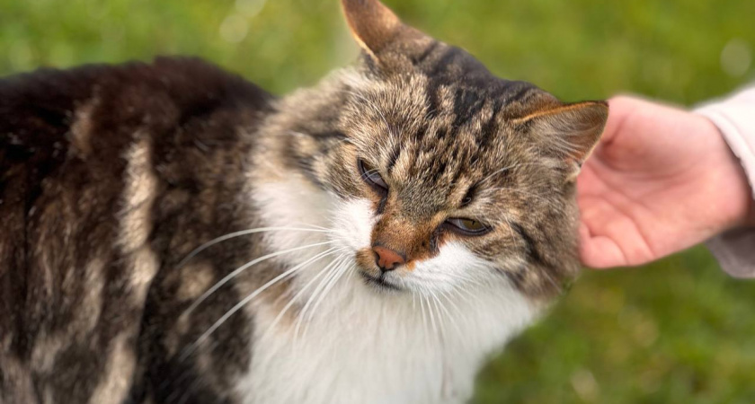 Штраф до 15 000 за любимца: кого нельзя держать в квартире по новым правилам ЖКХ – жесткая норма