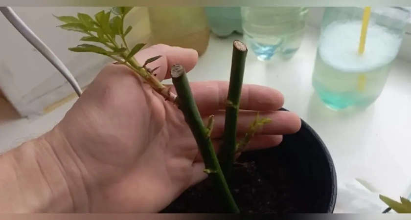 Размножаю розы в ноябре: черенки всегда с "жирными" корнями — секретный способ дачницы