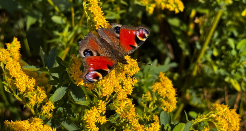 К чему снится бабочка — возможны чудеса, но есть одно предупреждение