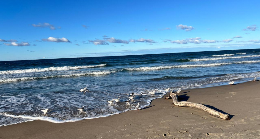 Первая неделя ноября в Калининграде удивила теплом, чего ждать на следующей и будут ли заморозки 