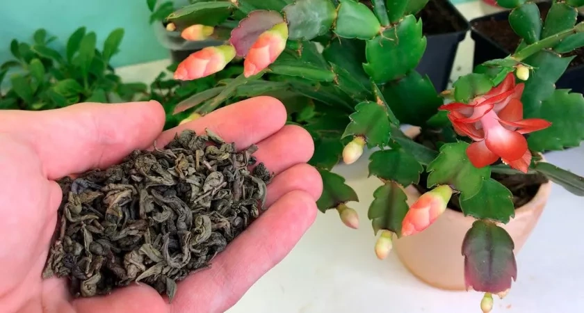 Декабристу для закладки цветочных почек — обязательно: 1 ложка в ноябре — и бутоны лезут пучками, что не остановить