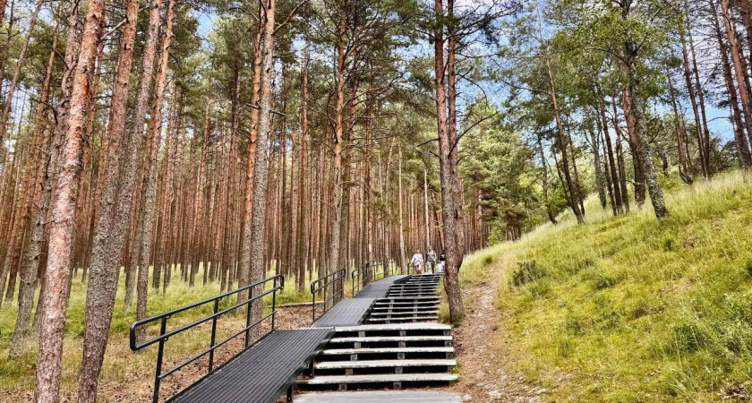 На Куршской косе выросло число нарушений — туристы продолжают ходить по дюнам и собирать грибы