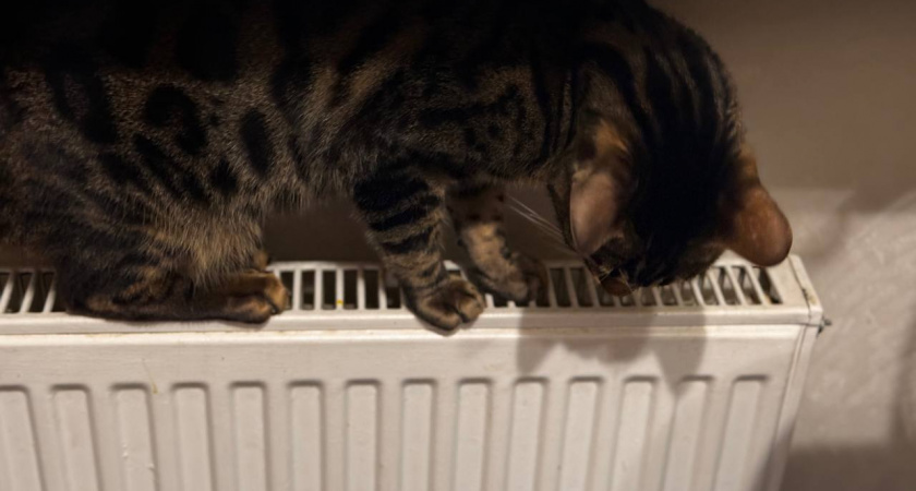 Умные хозяева уже давно отапливают дом «вечным двигателем»: экономят знатно. В Европе на него давно перешли