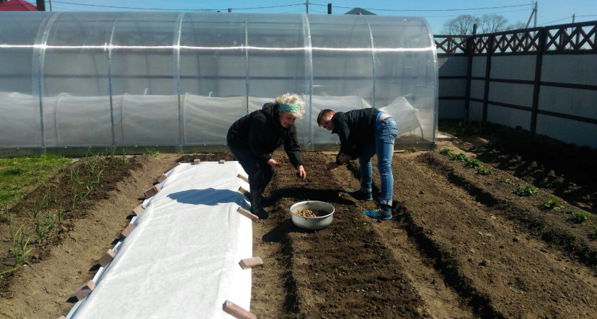 В СССР дачники в ноябре всегда вносили «подножное» средство: о прожорливом проволочнике забывали на 4 года 