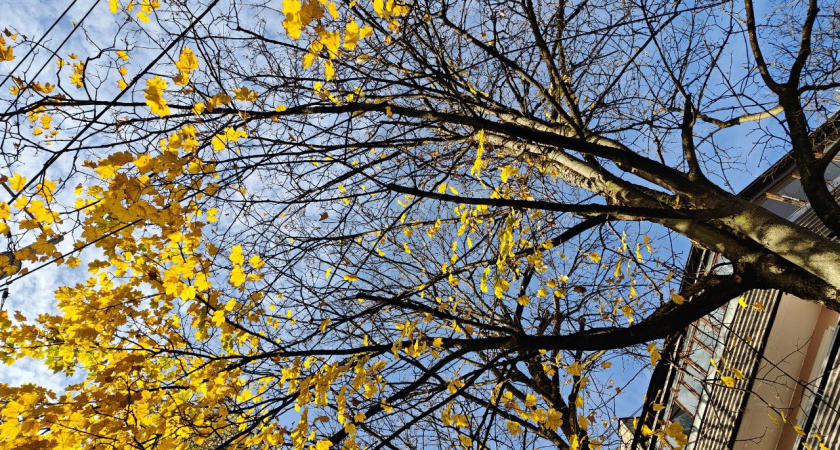 Испытания на терпение: синоптики рассказали какой погоды ждать в Калининграде и области во вторник, 11 ноября