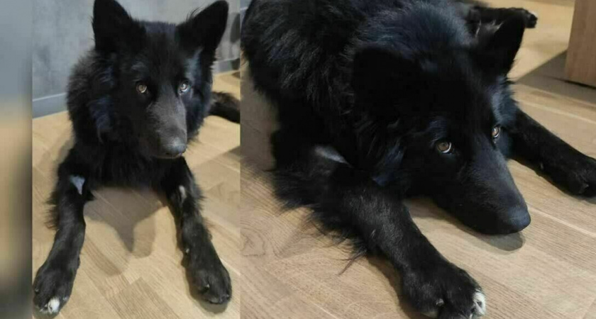 В Калининградском СНТ между соседями идет многолетняя война из-за собак: один пес погиб, второго едва удалось откачать