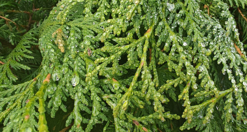 Северо-Запад России в тревоге: циклоны приносят метели, лед и шквальный ветер: Гидрометцентр РФ предупредил об ухудшении погоды