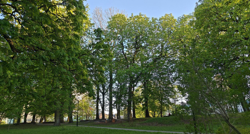 27 миллионов на зелень: в Калининграде запланирована масштабная посадка деревьев и кустарников