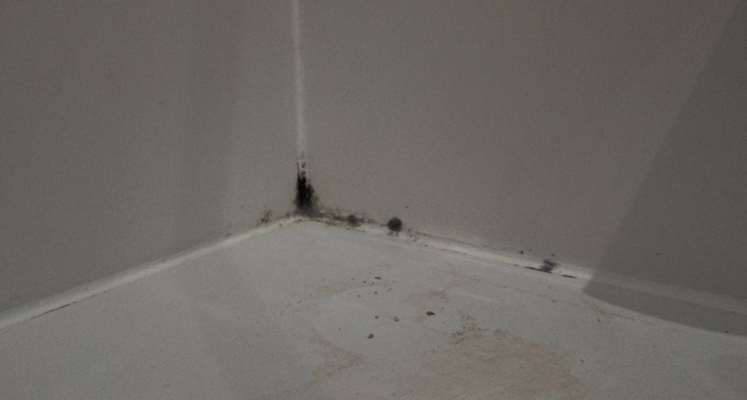 5 мест в квартире, где плесень появляется чаще всего: строители назвали причины и решения