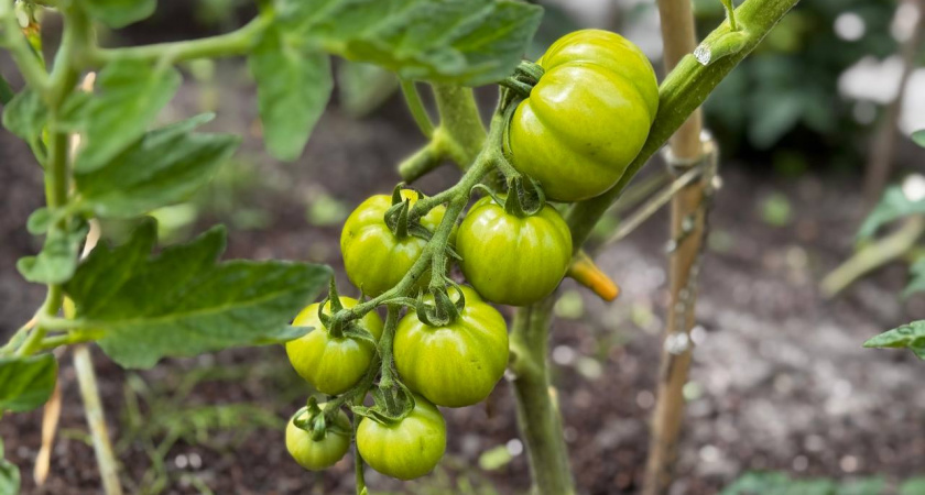 Не всё полезно, что выросло: какие продукты с огорода могут навредить здоровью - мы едим это почти каждый день