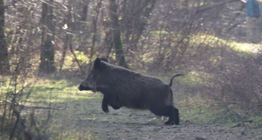 Жителей и туристов в Калининградской области предупредили: активные и агрессивные кабаны выходят из лесов