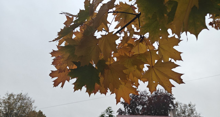 Калининград встречает осень по-новому: чем удивит погода в среду, 12 ноября