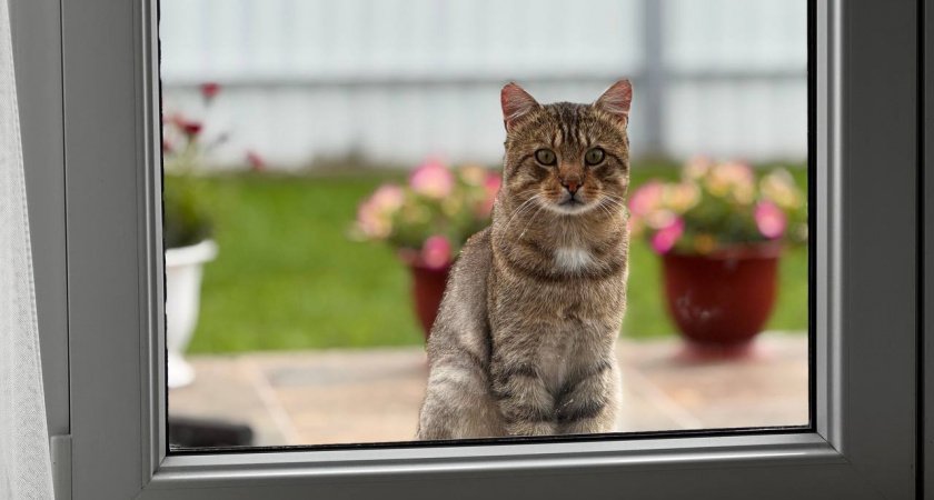 Благодарны ли уличные коты за то, что их забрали домой? Вот как они выражают любовь, не говоря ни слова