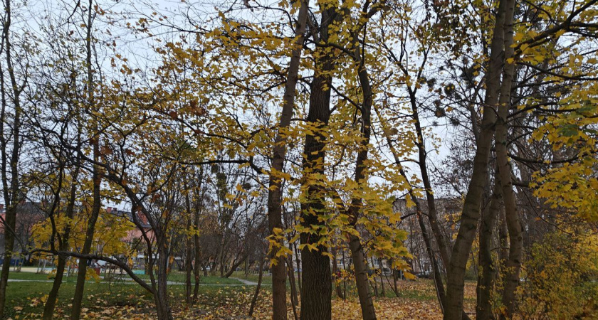Осень не сдаётся: какой погоды ждать в Калининграде и области в четверг, 13 ноября