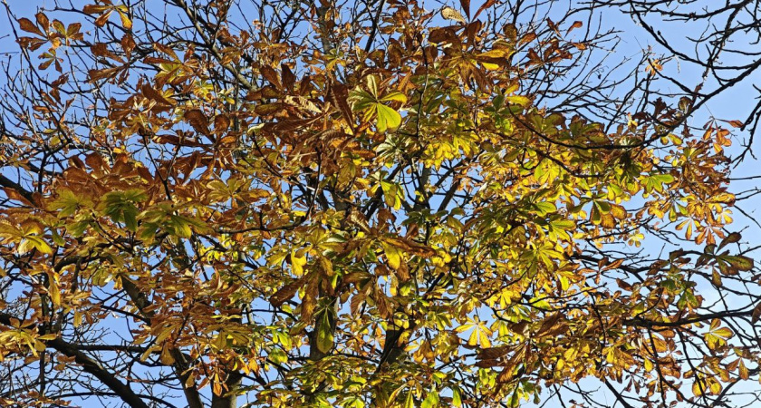 Калининградская область на грани перемен: какой будет погода на выходные 15-16 ноября