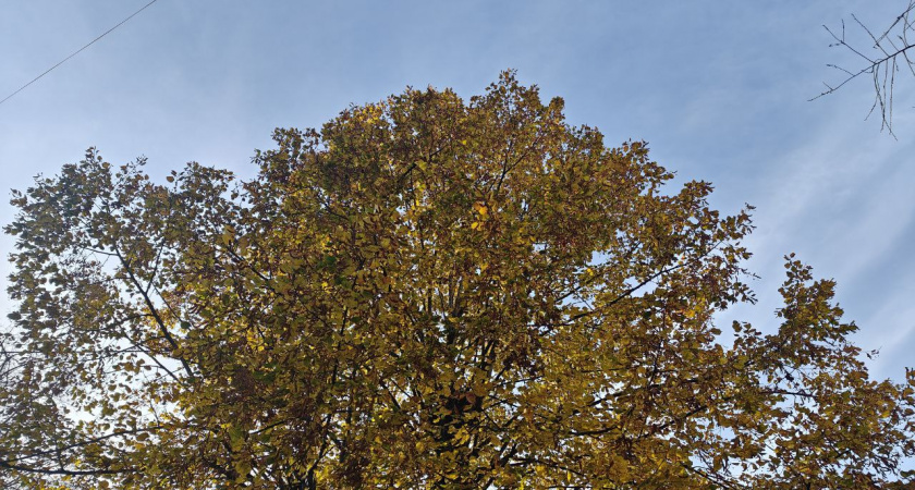 Калининградская область пережила тропическую ночь в ноябре: побиты температурные рекорды