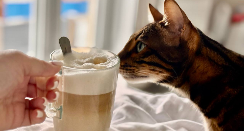 Сколько кофе можно пить без вреда: предел, после которого организм переключается в режим стресса