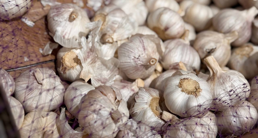 Озимый чеснок пророс прямо в ноябре? Почему это случилось и как спасти грядку, чтобы не потерять будущий урожай