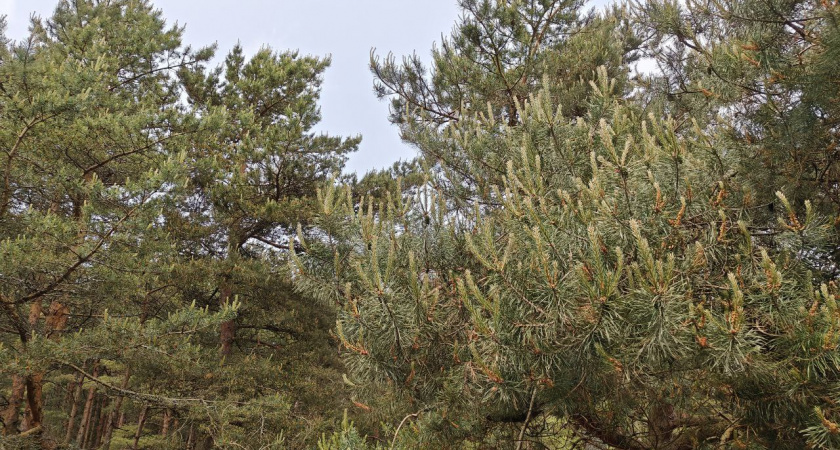 Пуля вошла сразу в двоих: в Балтийске во время охоты были ранены два человека