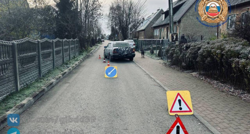 Сбил женщину и врезался в дерево: в Калининградской области произошло странное ДТП