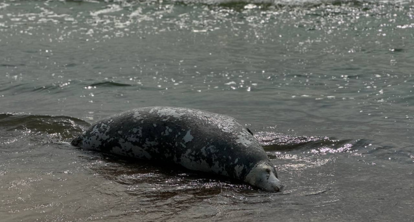 На Куршской косе волонтеры спасли маленького тюленёнка, теперь животное в Биосфере Балтики