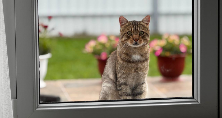 Кошка царапает диван? Одно изменение в доме — и пушистик перестанет портить мебель: рабочая схема на 7 дней