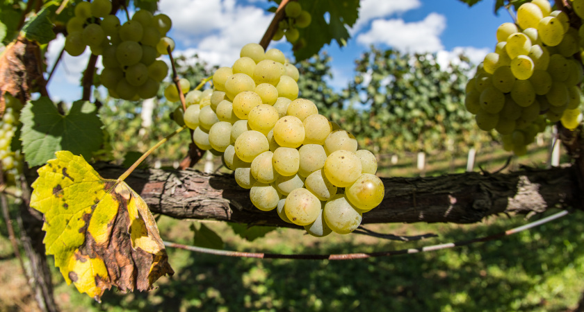 Виноград по 3 кило с ветки: 5 обязательных ноябрьских работ, без которых кусты уходят в зиму «калеками»