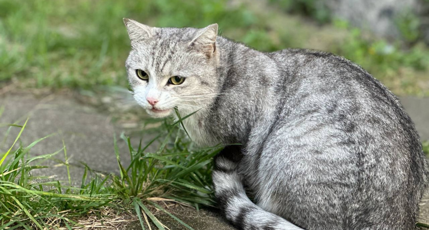 Почему кошачий наполнитель нельзя отправлять в канализацию: эксперт раскрыла скрытую опасность