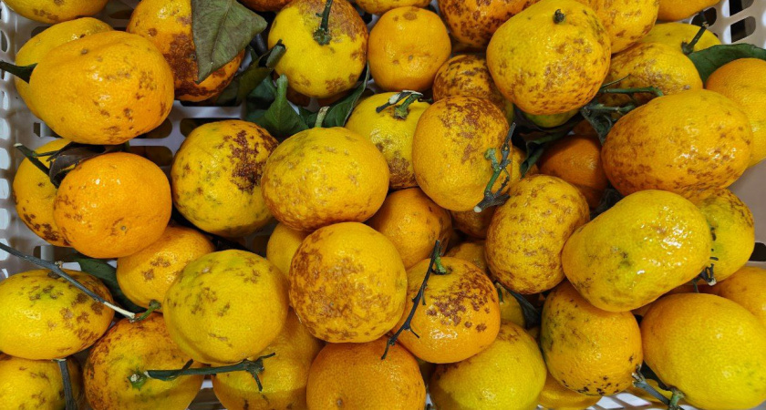 Мандариновый поток: в Калининградскую область заехало более 200 тонн цитрусов за две недели