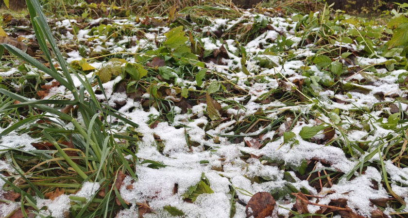 Южный циклон может принести Калининградской области до 10 см снега — прогнозы уточняются