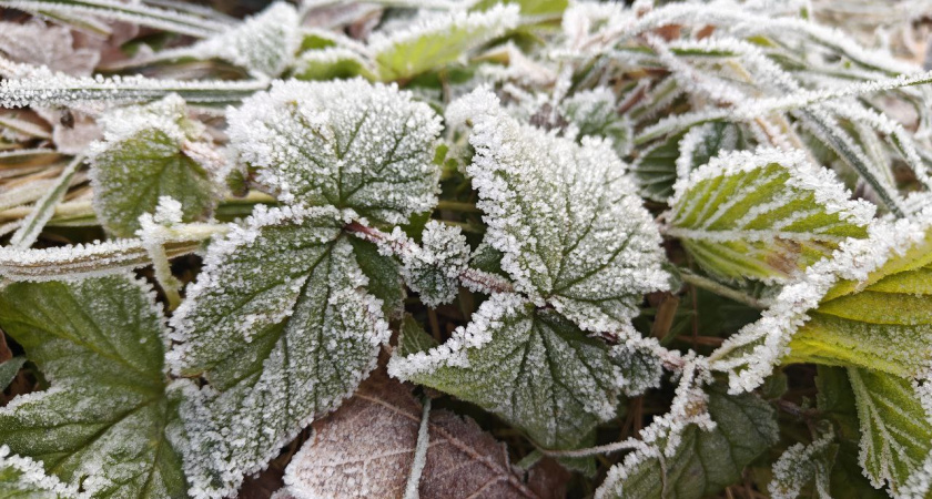 Калининградская область погружается в холод: прогноз погоды на вторник, 25 ноября