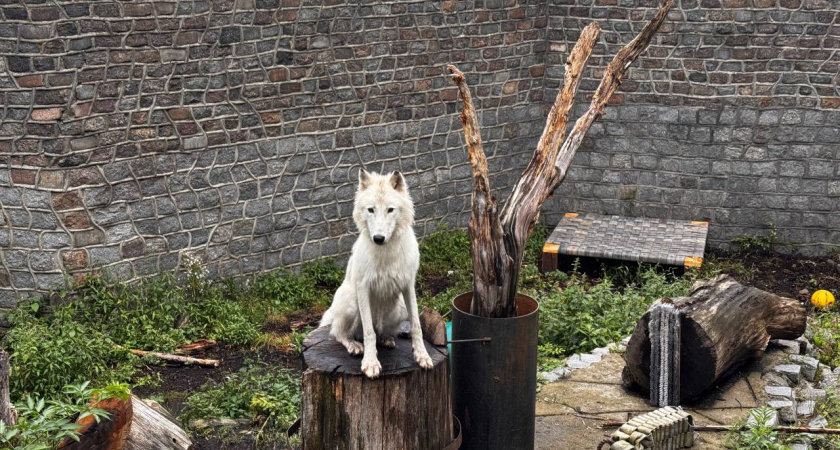 В Калининградском зоопарке стартует новогодняя акция: принеси игрушку животным и получи скидку на вход