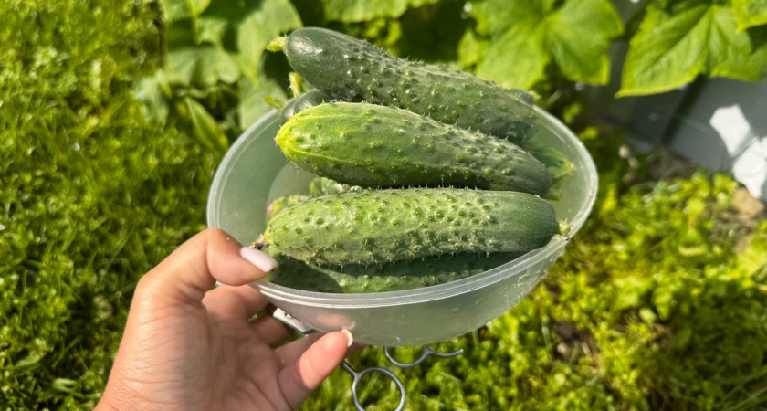 Соберёте первые огурчики раньше соседей: гибрид, который начинает плодоносить уже на 38-й день - огородники в восторге