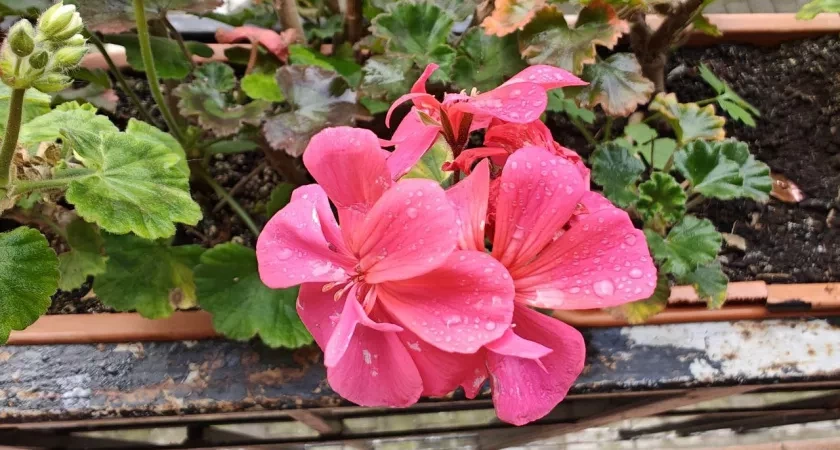 Как поднять дохлый цветок на ноги: смесь, которая за неделю превращает унылый куст герани в здорового красавца