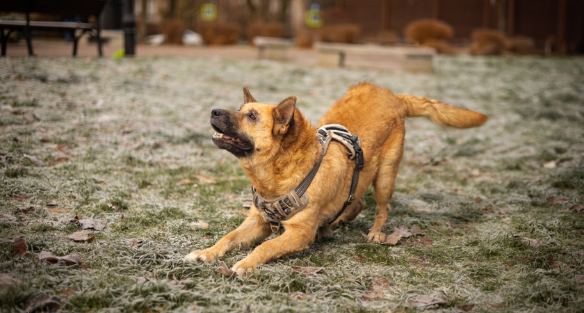 Ждала хозяина под окнами 3 месяца: в Калининграде волонтеры ищут дом для преданной Джесси