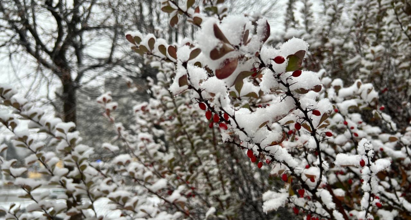 Калининградская область уйдёт в сырость и серый туман: прогноз на 30 ноября