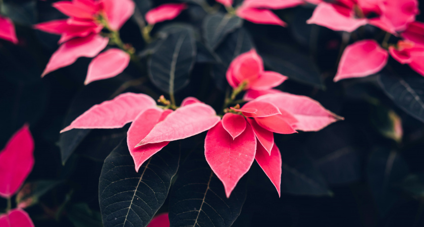 Не откладывай уют — не трать лишнее: народные приметы и главные запреты на 1 декабря, Платона и Романа Зимоуказателей