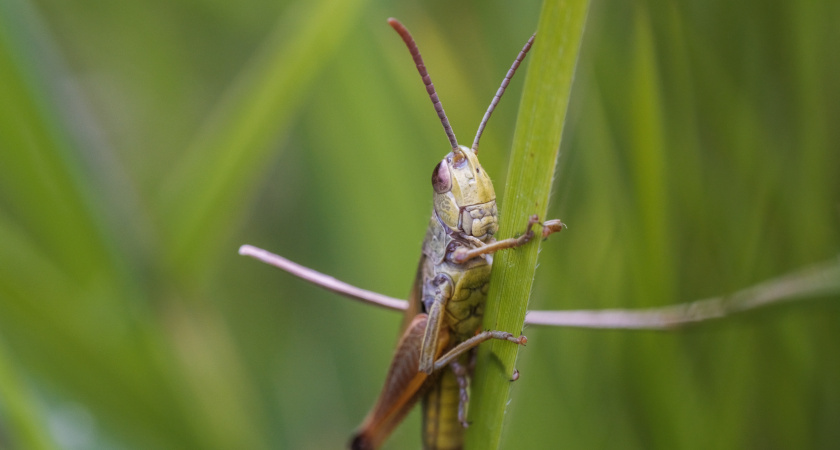 Теперь понятно, почему в СССР почти не было саранчи, а сейчас ее стало пруд пруди: реальная причина