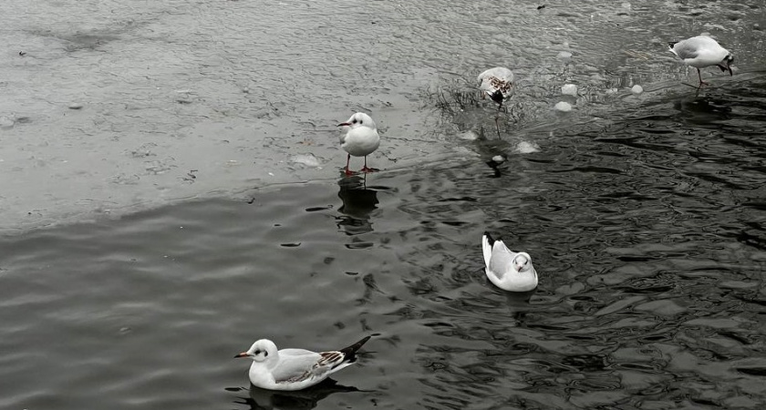 Погода в Калининградской области 2 декабря: пасмурная серость накроет регион
