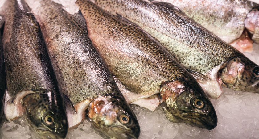 Ловили миллионами, а купить было негде: куда в СССР исчезала вся горбуша - советская загадка, которую раскрыли рыбаки