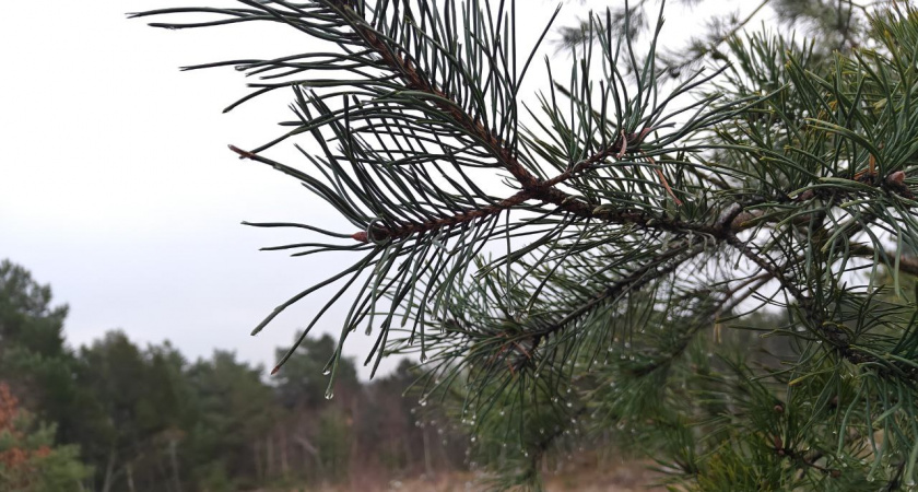 Калининградцам рассказали, куда пропала зима и когда ее ждать
