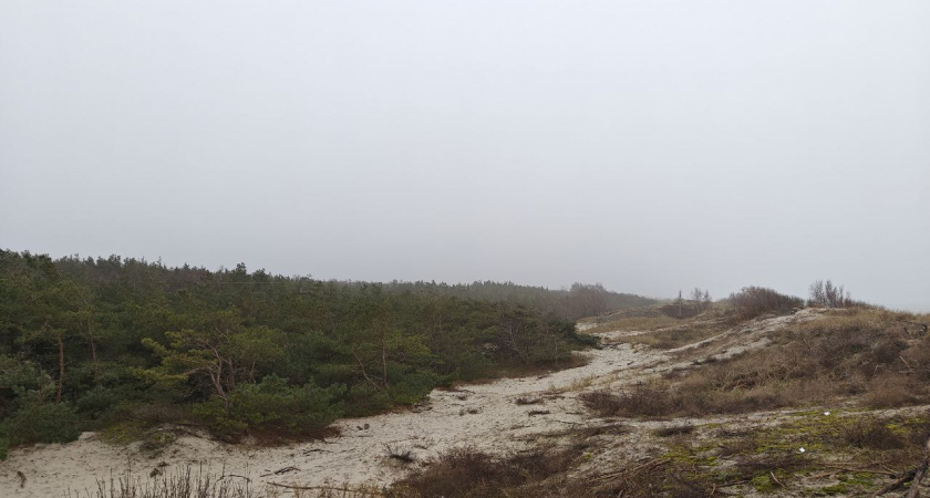 Декабрь ставит температурный рекорд: какой будет погода в Калининградской области и ждать ли холодов