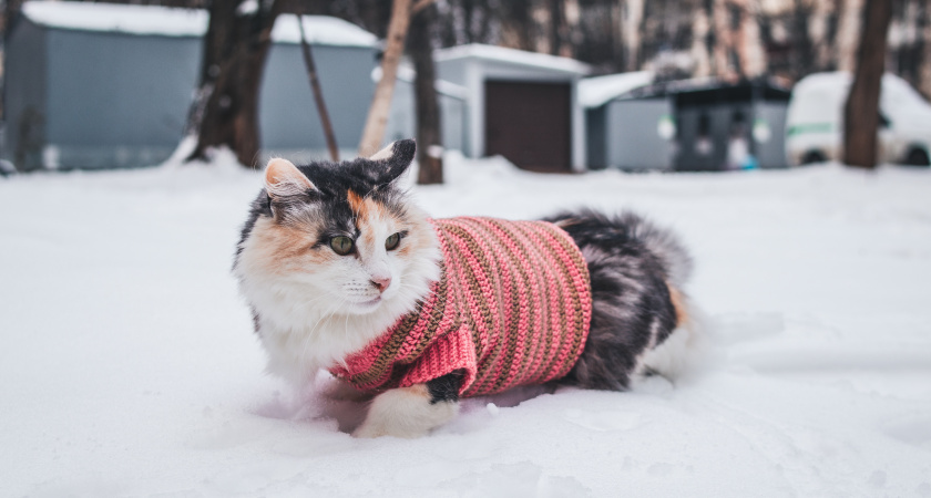 Холодно ли кошкам зимой на улице: как они переносят холод? Важно знать всем владельцам пушистиков
