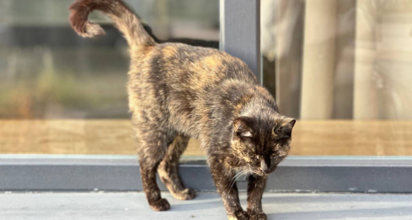 Погода в Калининграде и области 6 декабря: будет аномально тепло для декабря, но есть один подвох