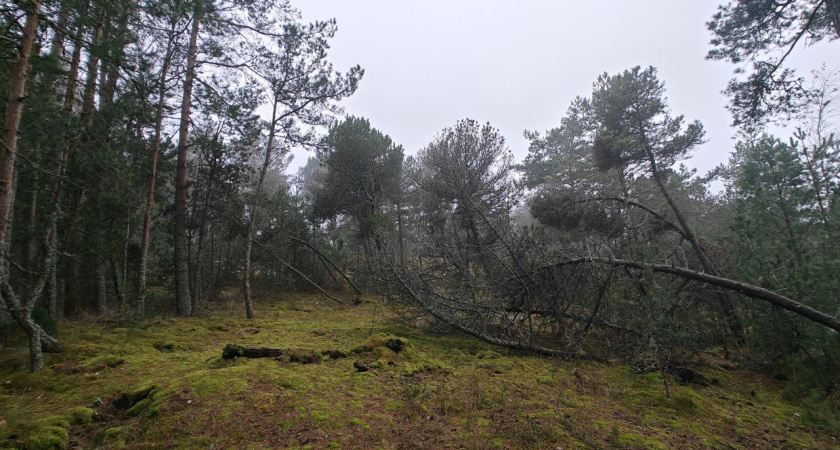Калининградская область в серых тонах: прогноз на 6 декабря обещает тишину и влагу