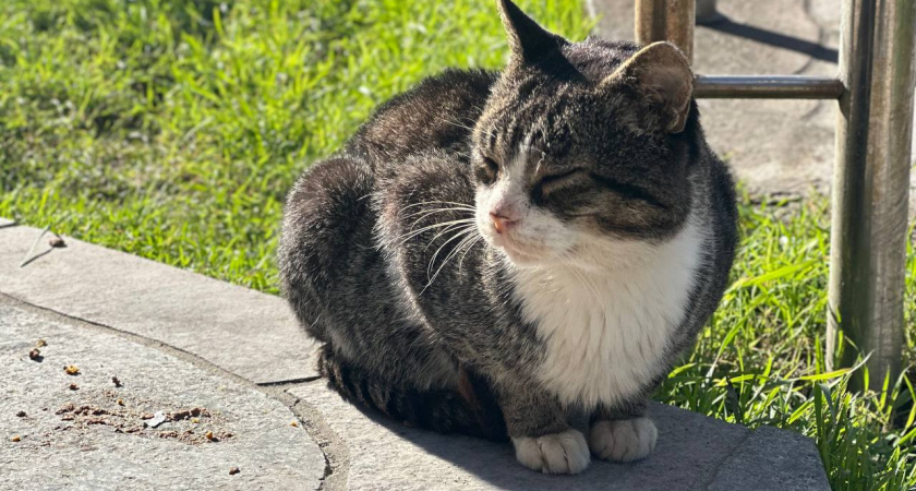 Калининградская область готовит сюрприз: оттепель и штормовой ветер в разгар декабря